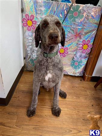 CedarValleyPoodle Picture 2
